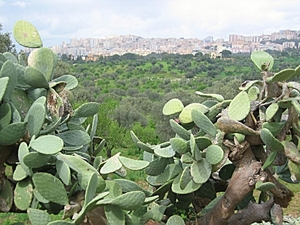 scarabeo40