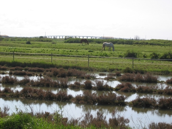 ile d'oleron 018