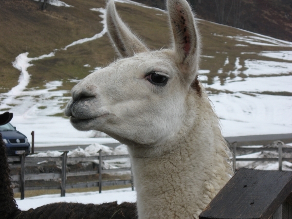 elbigenalp 012