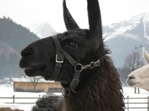 elbigenalp 013