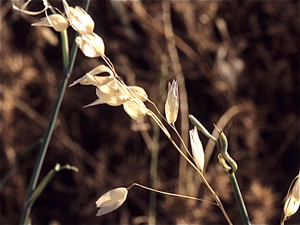 La Mancha