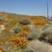 Antelope Valley California Poppy Reserve