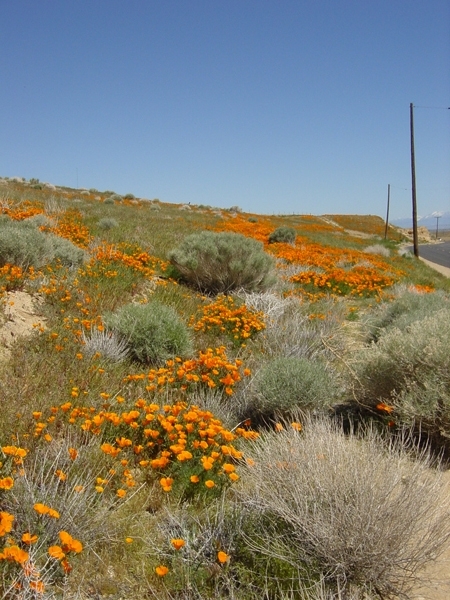 Antelope Valley California Poppy Reserve