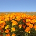 Antelope Valley California Poppy Reserve