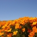 Antelope Valley California Poppy Reserve