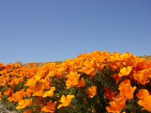 Antelope Valley California Poppy Reserve