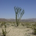 Ocotillo