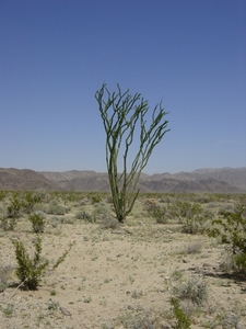 Ocotillo