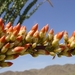 Ocotillo in bloei