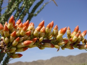 Ocotillo in bloei