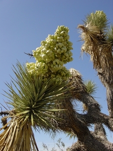 Joshua Tree