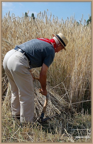 sized_sized_DSC22761a op het veld