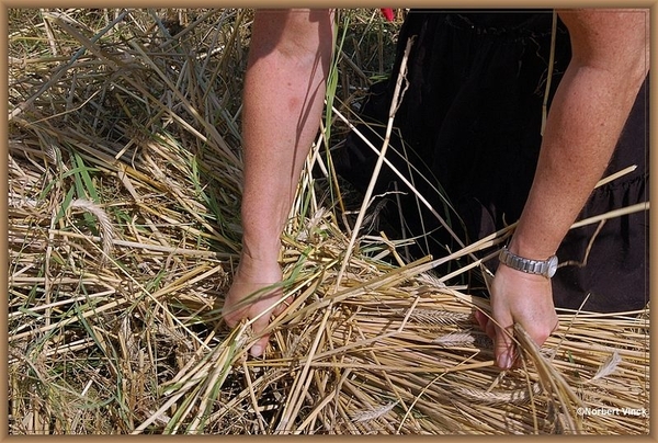 sized_sized_DSC22767a op het veld