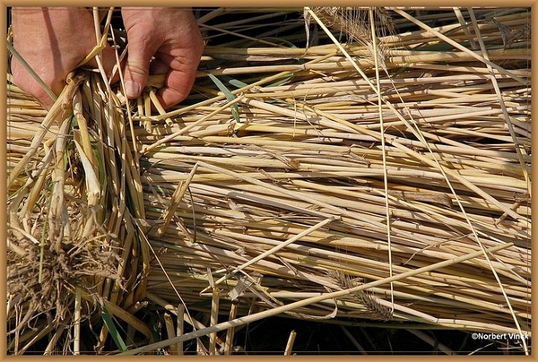 sized_sized_DSC22780a op het veld