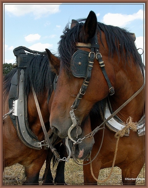 sized_sized_DSC22784a op het veld