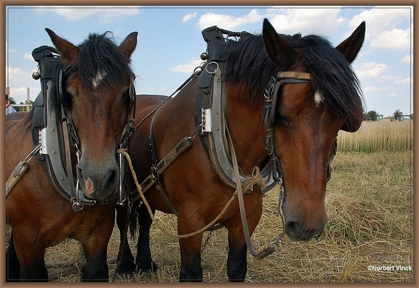 sized_sized_DSC22786a op het veld