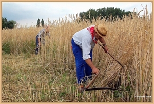 sized_sized_DSC22970a op het veld