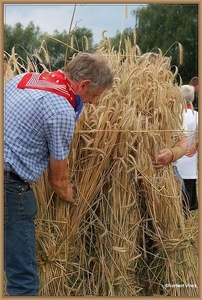 sized_sized_DSC22972a op het veld