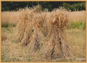 sized_sized_DSC23033a op het veld