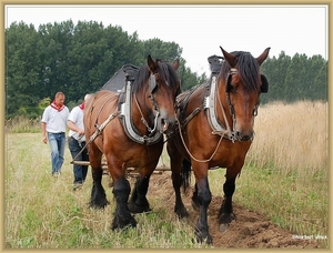 sized_sized_DSC23066a en de boer ploegde voort