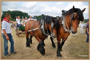 sized_sized_DSC23130a terug naar hoeve