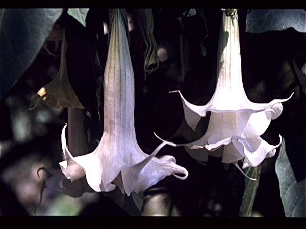 Tuin Koninklijk Paleis