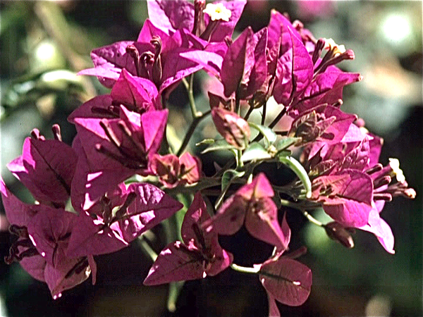 Rabat Koninklijk Paleis