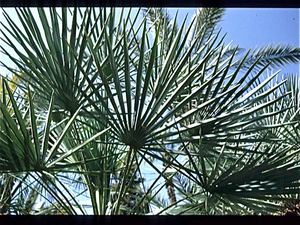 Tuin van Majorelle