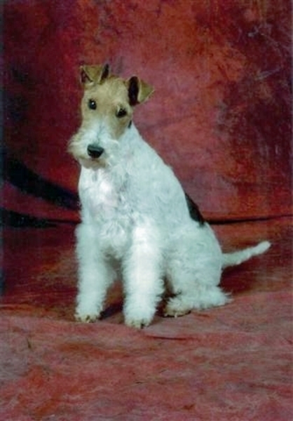 Foxterrier Draadhaar