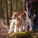 Timmie en Daisy in het bos