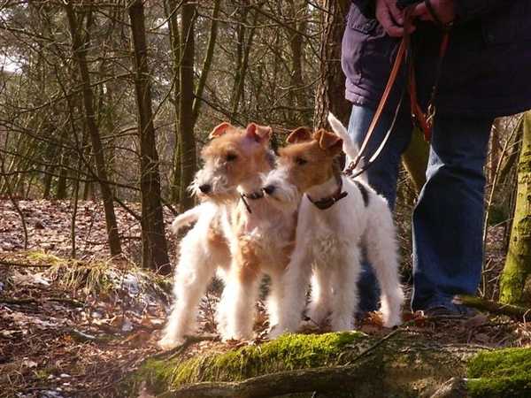 Timmie en Daisy in het bos