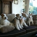 Juki, Britt, Timmie,  Daisy 4 Generaties Draadhaar Foxterriers