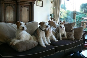 Juki, Britt, Timmie,  Daisy 4 Generaties Draadhaar Foxterriers