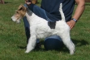 Foxterrier Daisy