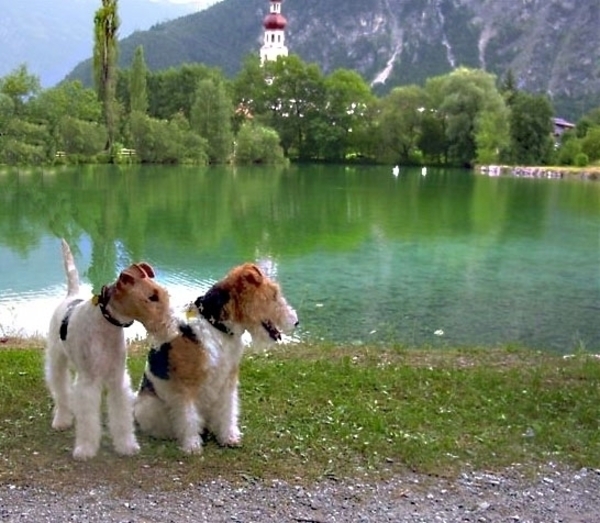 Timmie en  Daisy voor de Nassereithersee in  Tirol Oostenrijk