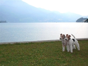 Timmie en Daisy aan de Wolfgangsee