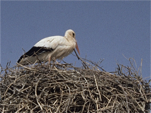 Ouarzazate  Marokko