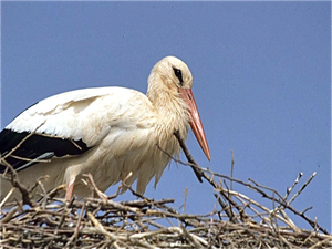 Ouarzazate  Marokko