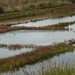 la salicorne