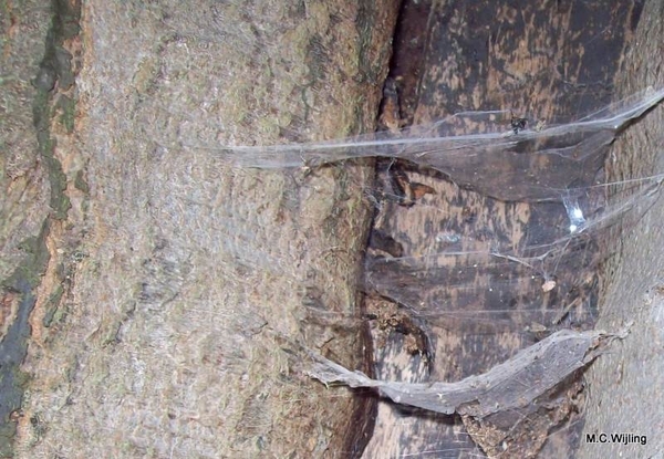 Hangmatjes voor Kids