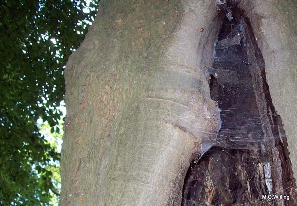 KInderkopje versluierd