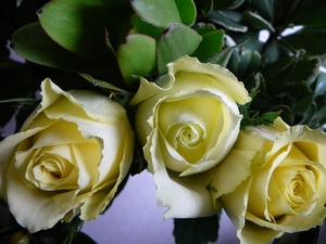 3f59f4df1f000de9832de91c29a26637-1