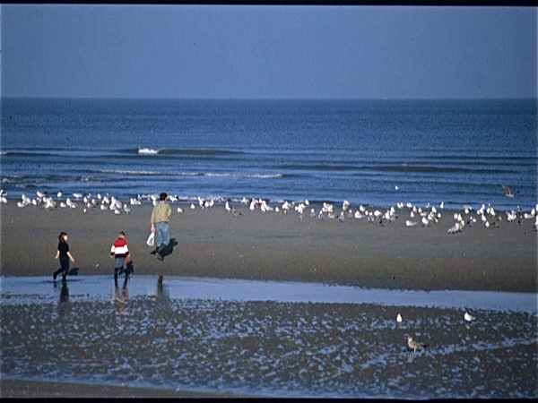 De Kust