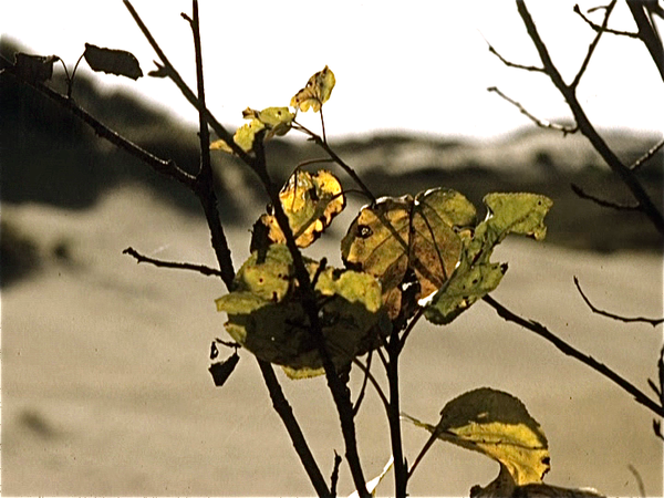 De Panne