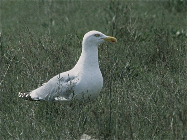 Het Zwin