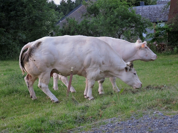 012 Méan opa 65 jaar vrijdag 25 juni 2010