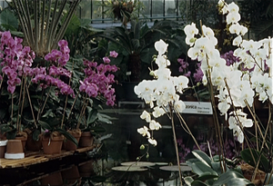 Orchideententoonstelling