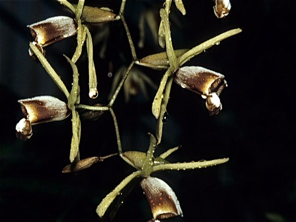 Orchideententoonstelling