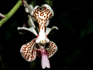 Orchideententoonstelling