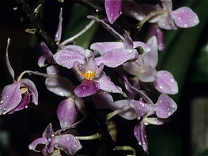 Orchideententoonstelling